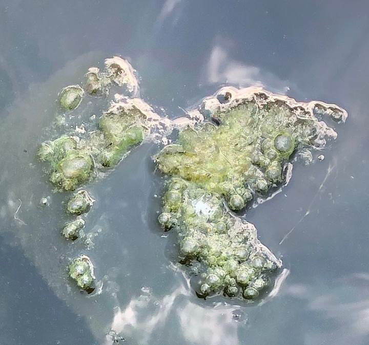 Suspected blue-green algae in Lake Superior